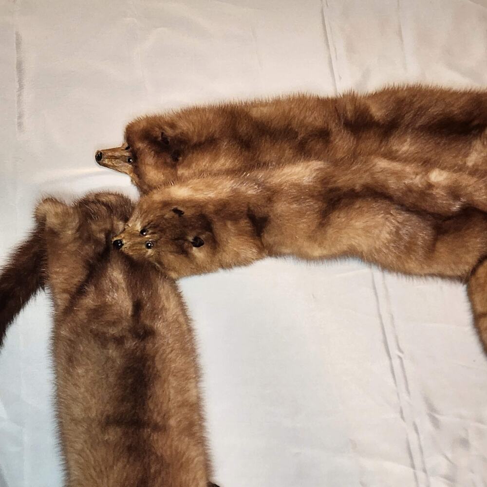 Vintage 5 Mink Fur Stole Pelts Scarfs Heads Full Body Taxidermy 1940s 1950s - Picture 8 of 9